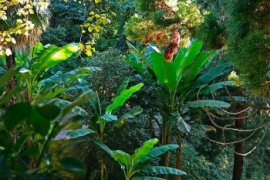 Ботанический сад в Батуми