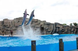 Дельфинарий в Батуми