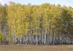 календарь осенней природы